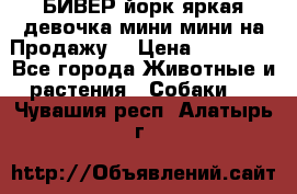 БИВЕР йорк яркая девочка мини мини на Продажу! › Цена ­ 45 000 - Все города Животные и растения » Собаки   . Чувашия респ.,Алатырь г.